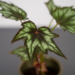 begonia-little-brother-montgomery