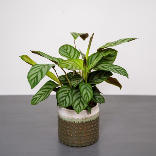 ctenanthe-setosa-compactstar ctenanthe-setosa-compactstar