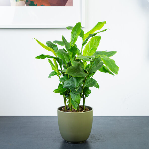 kardamon-malabarski-elettaria-cardamomum kardamon-malabarski-elettaria-cardamomum