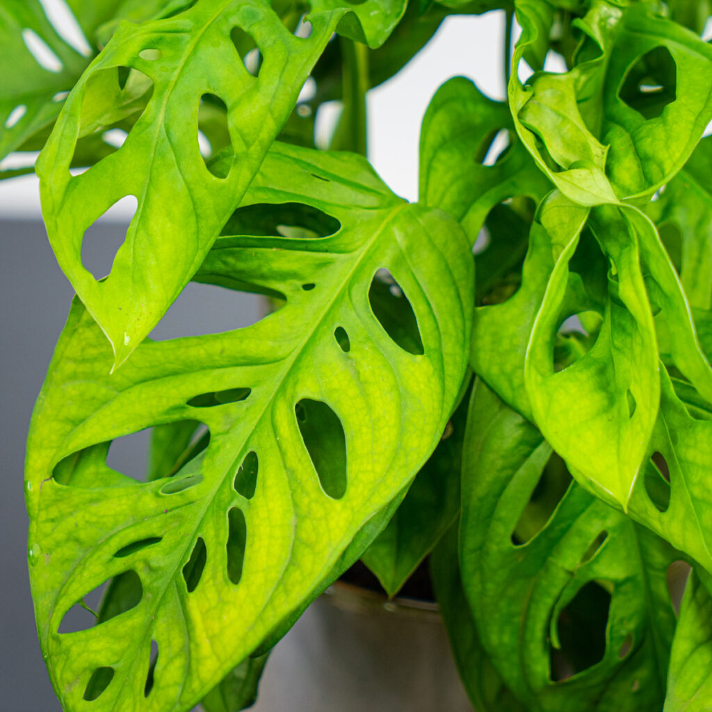 monstera-monkey-mask