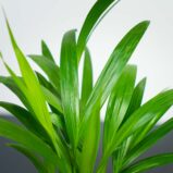 areka-palma-dypsis-lutescens