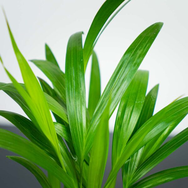 areka-palma-dypsis-lutescens areka-palma-dypsis-lutescens