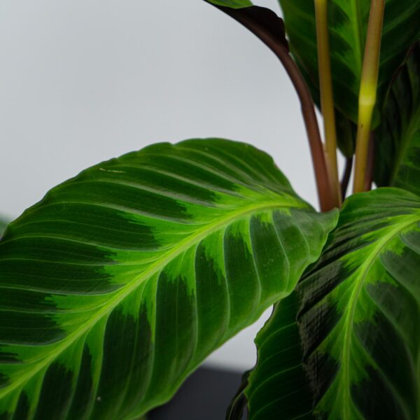 calathea-warscewiczii calathea-warscewiczii