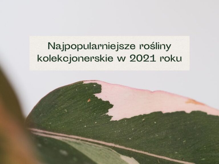 Liść z różowym wybarwieniem