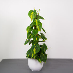 philodendron-scandens-brasil-na-paliku