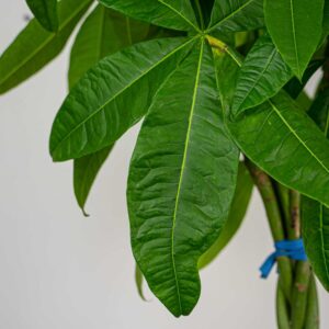 pachira-wodna-aquatica-gigant