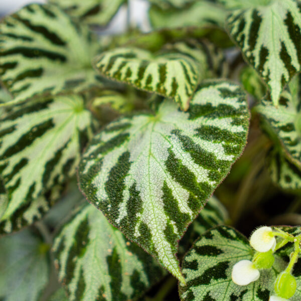 begonia-silver-jewel begonia-silver-jewel