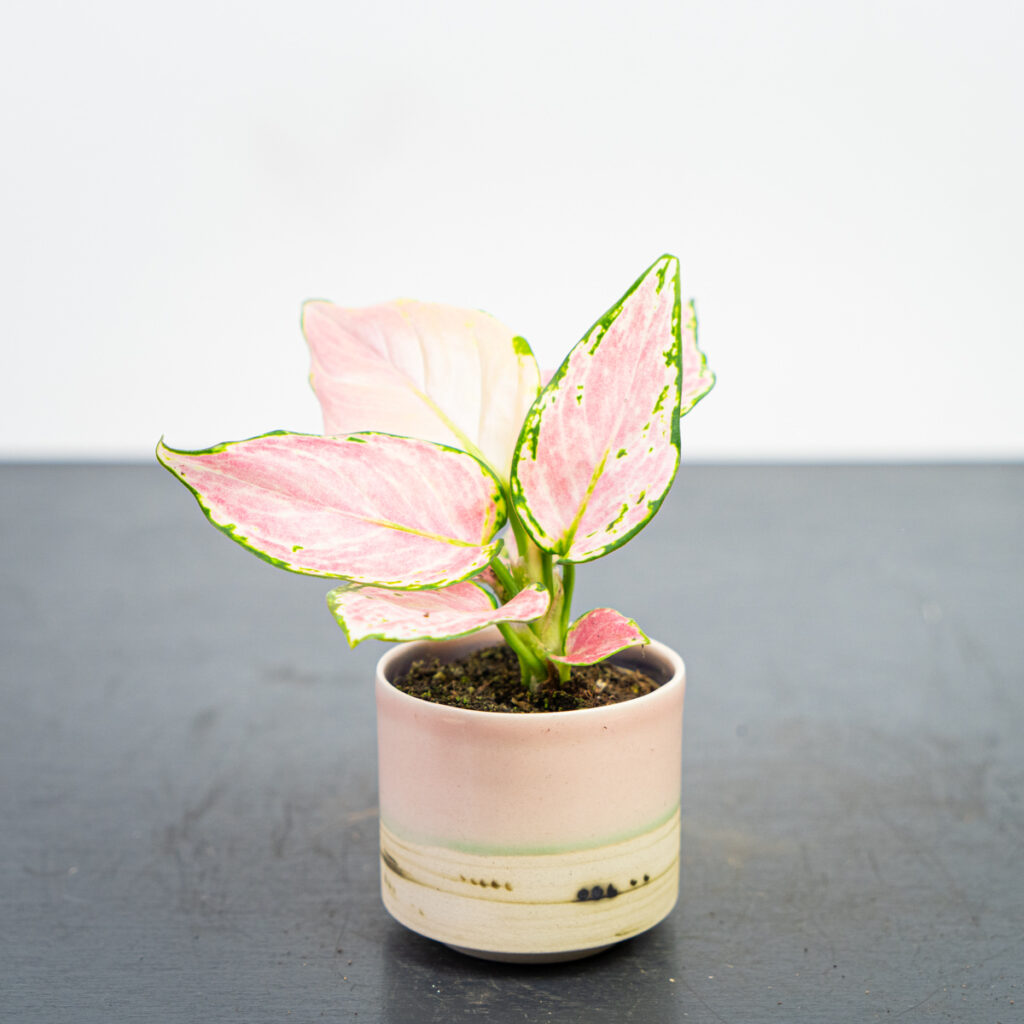 aglaonema-geely-red-baby