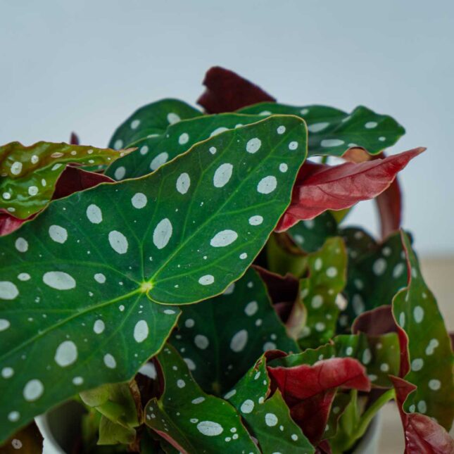 begonia-maculata-wightii (2) begonia-maculata-wightii