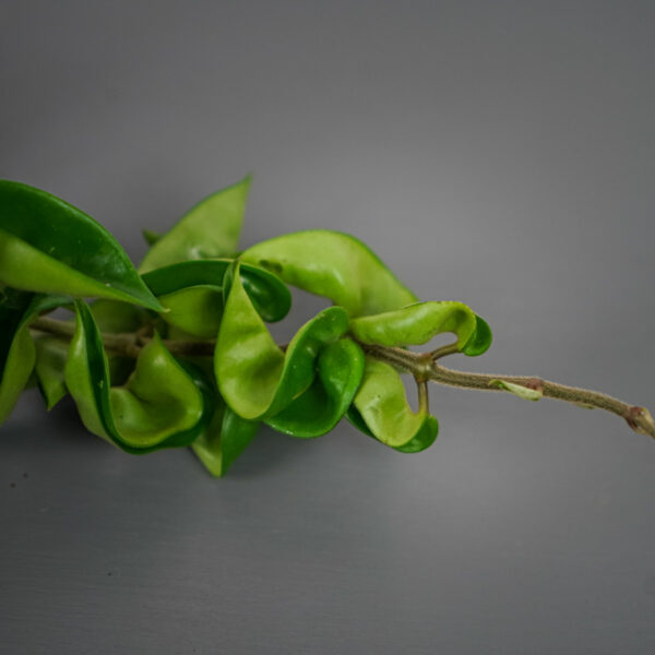 hoya-carnosa-compacta (2) hoya-carnosa-compacta
