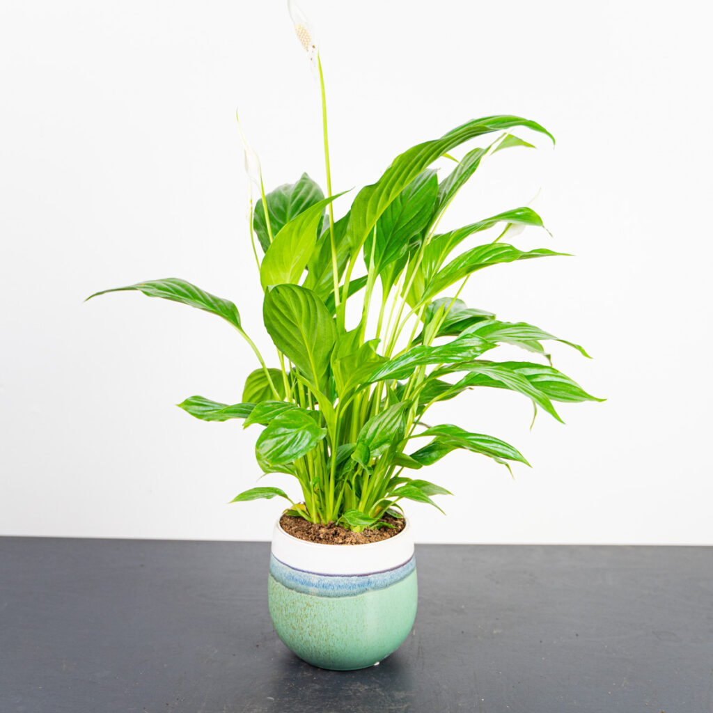skrzydlokwiat spathiphyllum - roślin doniczkowych