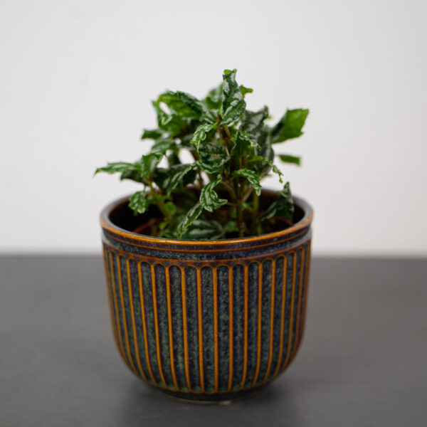 pilea-cadierei