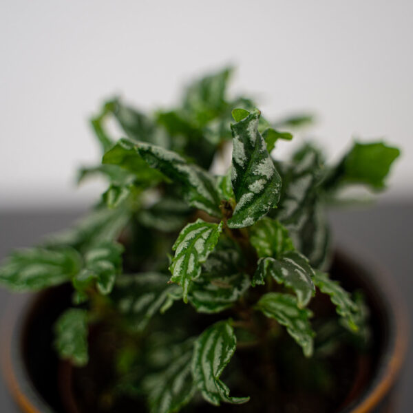 pilea-cadierei pilea-cadierei