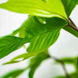 philodendron-pedatum