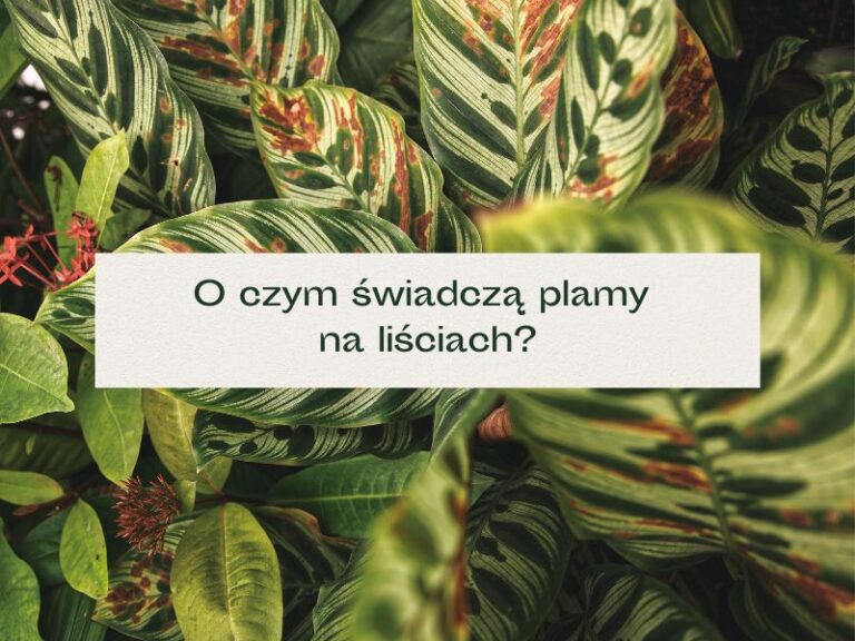 Liście z brązowymi plamami.