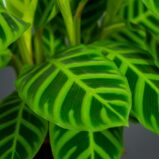 calathea-zebrina
