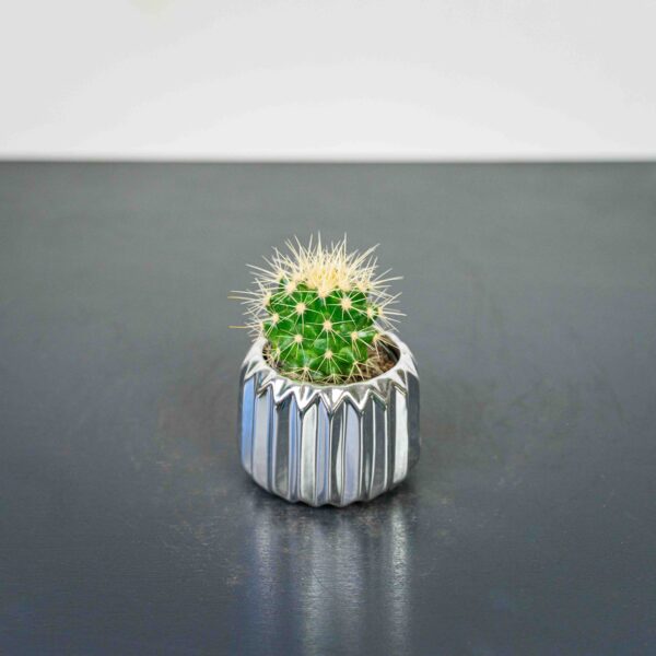 echinocactus-grusonii-kaktus echinocactus-grusonii-kaktus