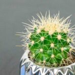 echinocactus-grusonii-kaktus