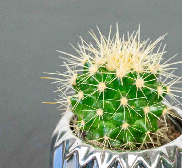 echinocactus-grusonii-kaktus echinocactus-grusonii-kaktus