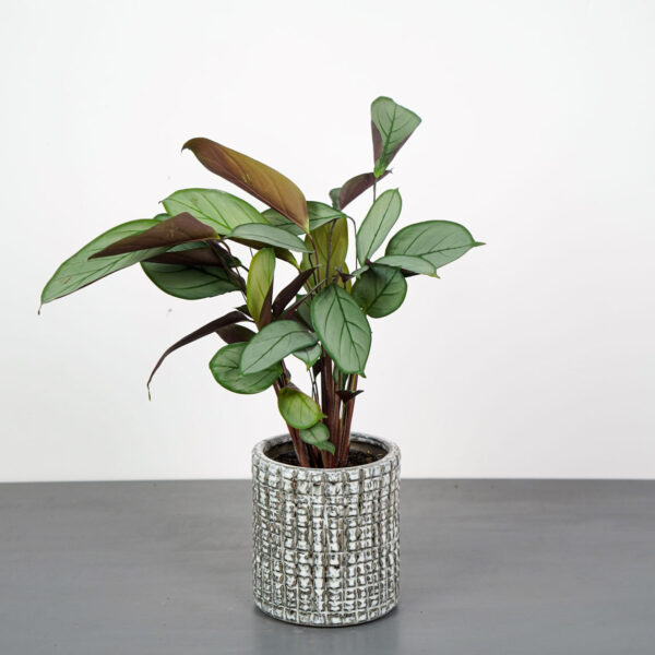 ctenanthe-setosa-grey-star ctenanthe-setosa-grey-star