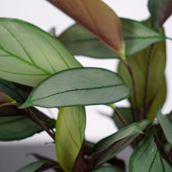 ctenanthe-setosa-grey-star ctenanthe-setosa-grey-star