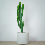 wilczomlecz-euphorbia- lactea