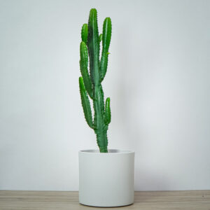 wilczomlecz-euphorbia- lactea