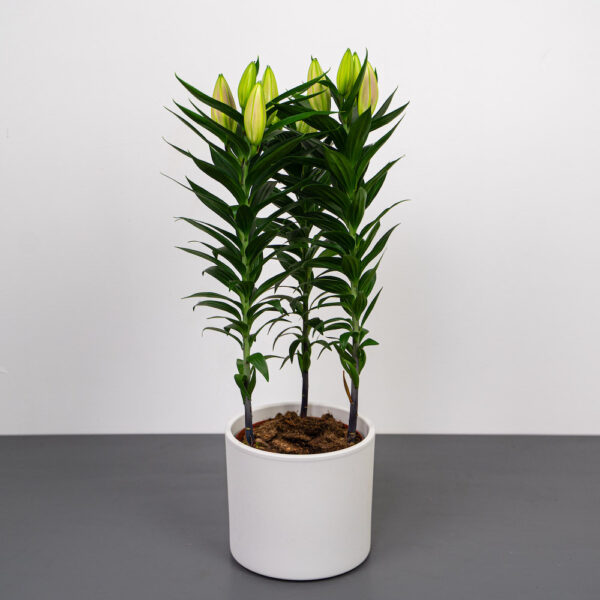 lilium-oriental-entertainer lilium-oriental-entertainer