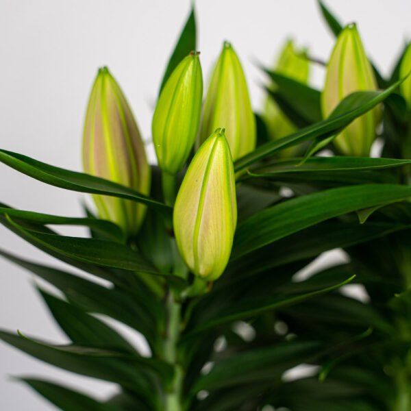 lilium-oriental-entertainer lilium-oriental-entertainer