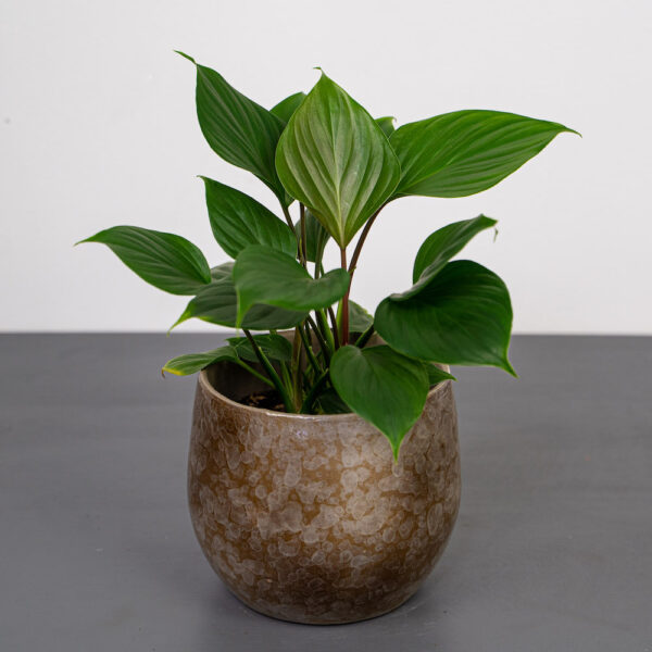 homalomena-rubescens-maggy homalomena-rubescens-maggy
