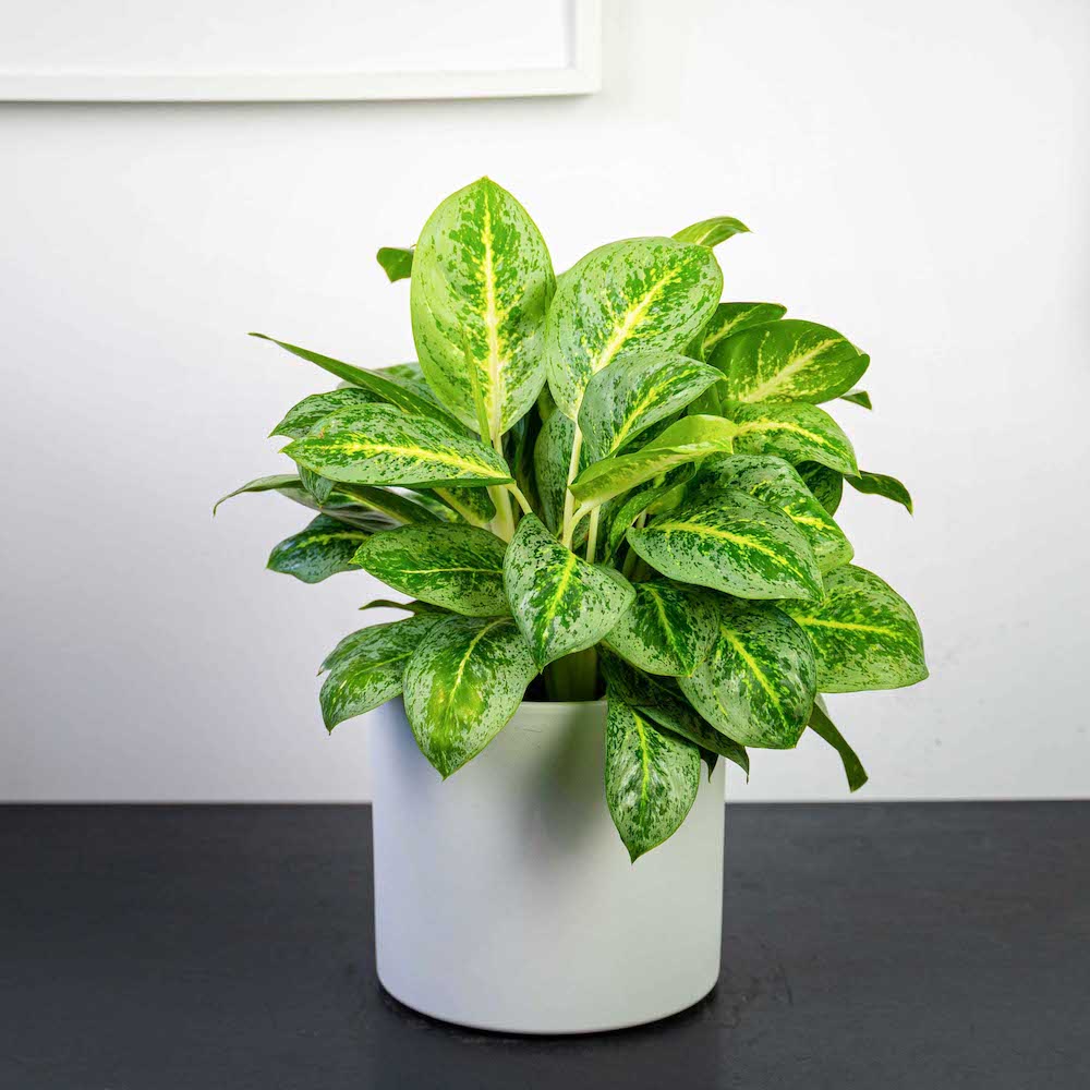 aglaonema-key-lime