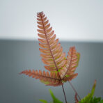 paproc-orliczka-pteris-quadriaurita-tricolor