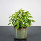 fikus-benjamin-kinky-ficus