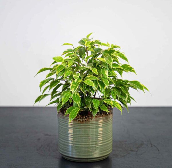 fikus-benjamin-kinky-ficus fikus-benjamin-kinky-ficus