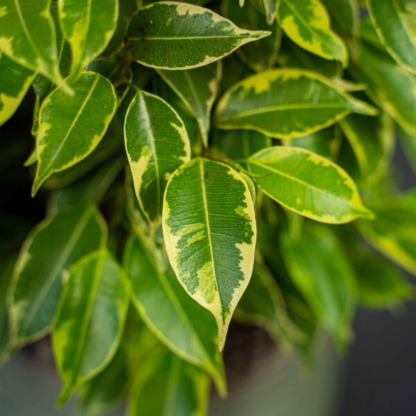 fikus-benjamin-kinky-ficus fikus-benjamin-kinky-ficus