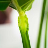 monstera-deliciosa-big-form