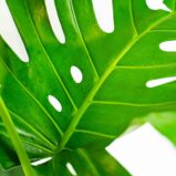 monstera-deliciosa-big-form