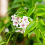 hoya-bella
