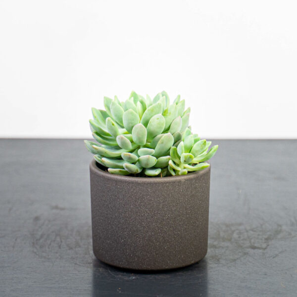 eszeweria-elegans-echeveria eszeweria-elegans-echeveria