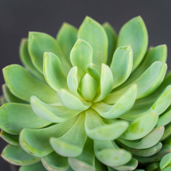 eszeweria-elegans-echeveria eszeweria-elegans-echeveria