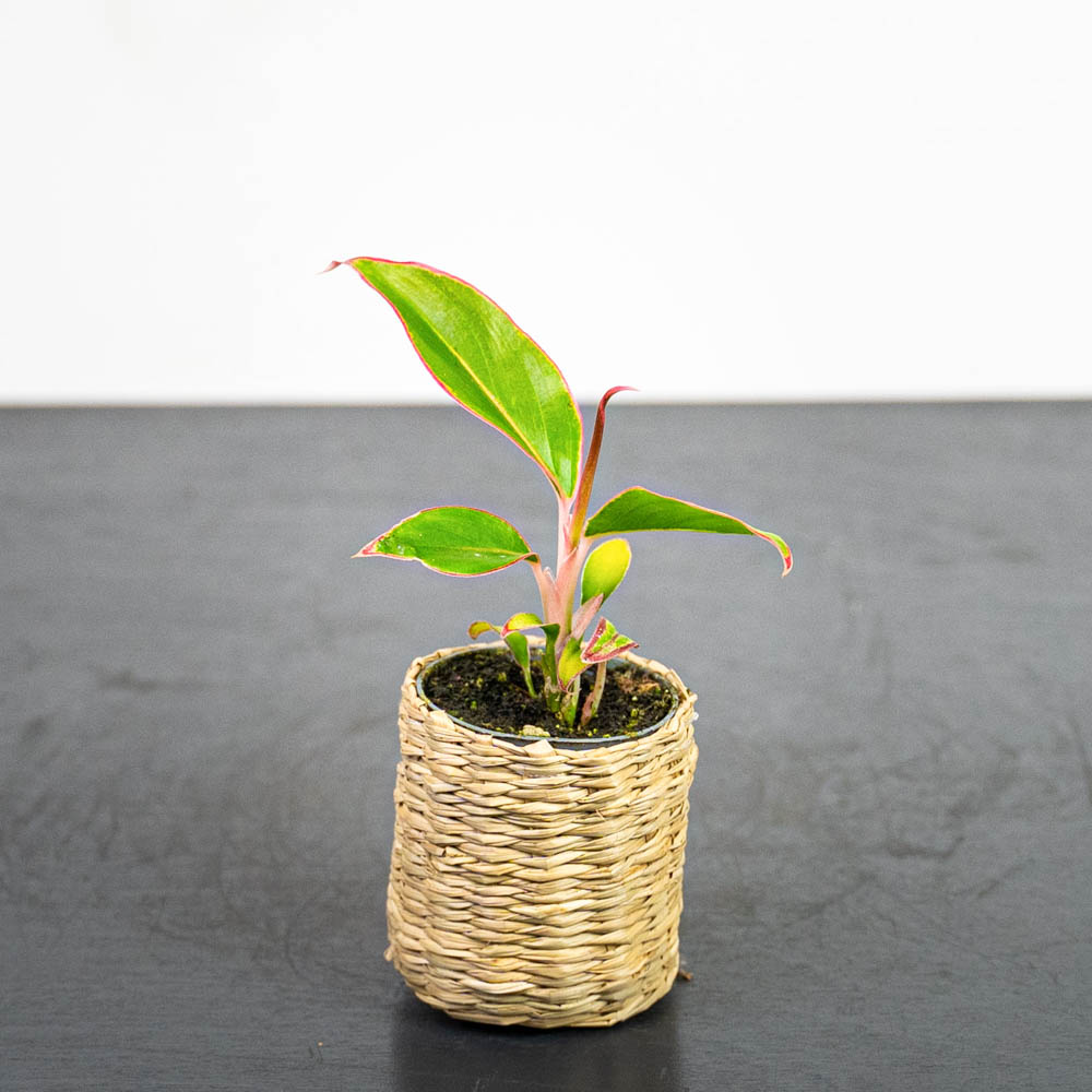 aglaonema-red-gold-baby