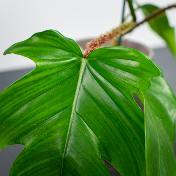 philodendron-squamiferum philodendron-squamiferum