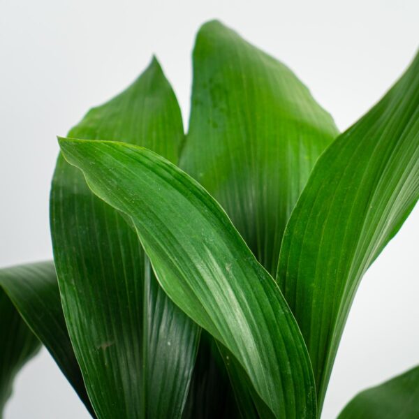 aspidistra-wyniosla-elatior aspidistra-wyniosla-elatior