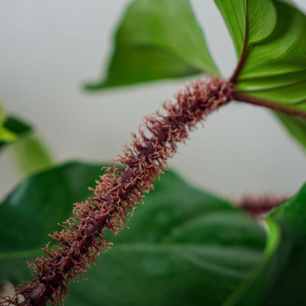 philodendron-squamiferum philodendron-squamiferum