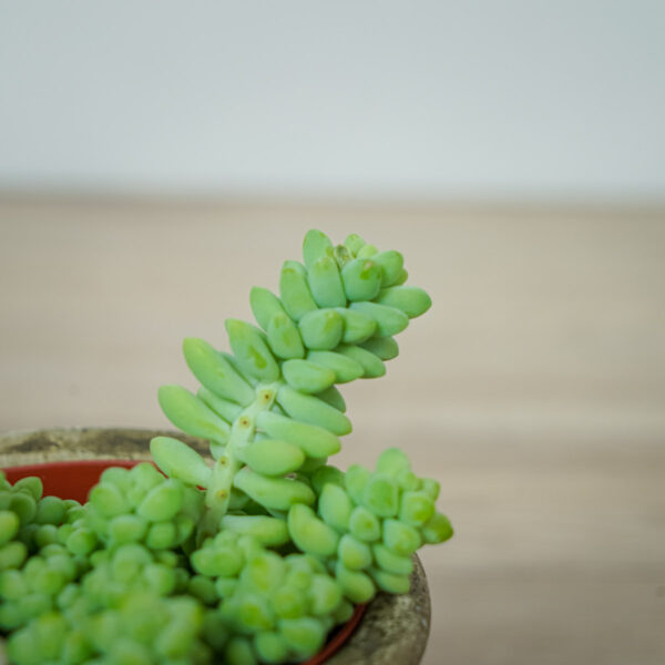 sedum-burrito (2) sedum-burrito
