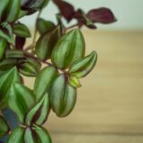 trzykrotka-zebrina-violet-hill-tredescantia-zebrina