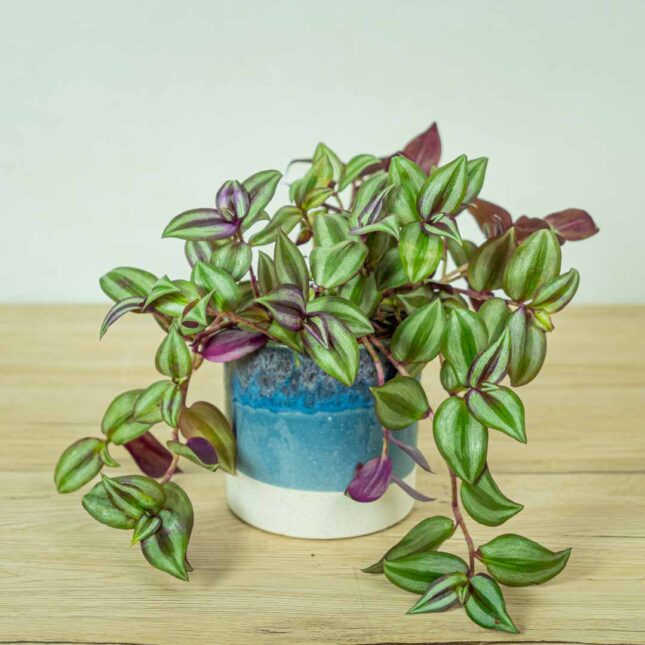 trzykrotka-zebrina-violet-hill-tredescantia-zebrina trzykrotka-zebrina-violet-hill-tredescantia-zebrina
