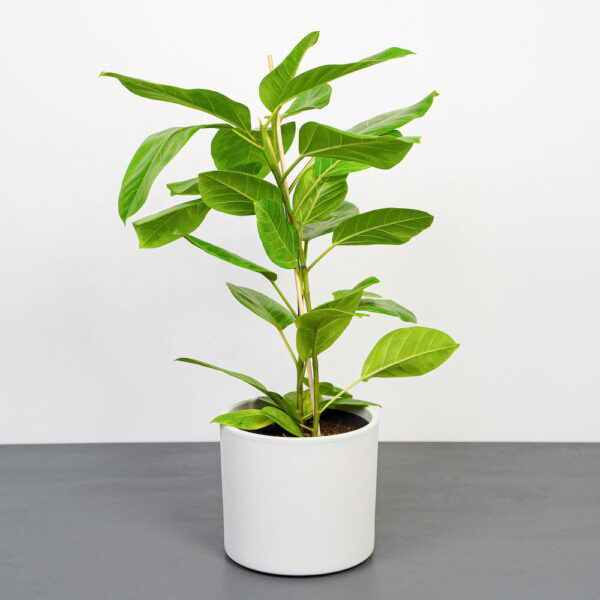 fikus-bengalski-altissima-variegata-ficus fikus-bengalski-altissima-variegata-ficus