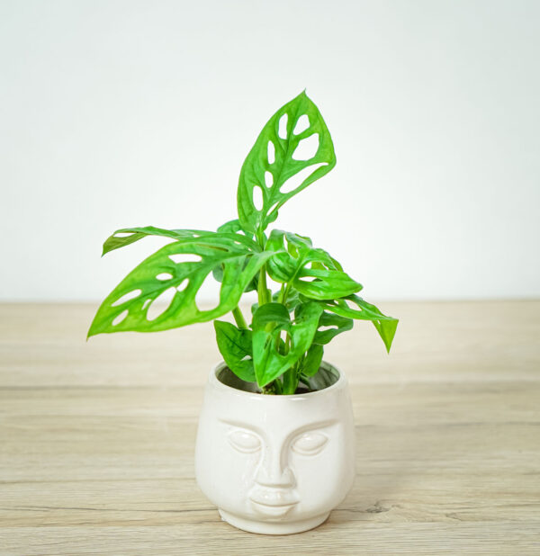 monstera-adansonii-baby monstera-adansonii-baby