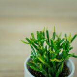 rhipsalis-burchellii-patyczak-baby